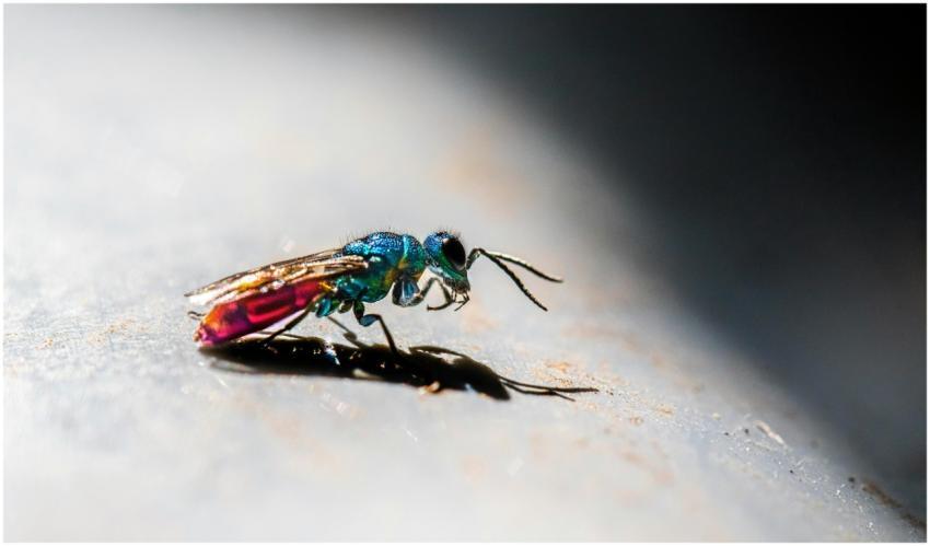 Macro shot of a colorful cuckoo wasp on a surface,