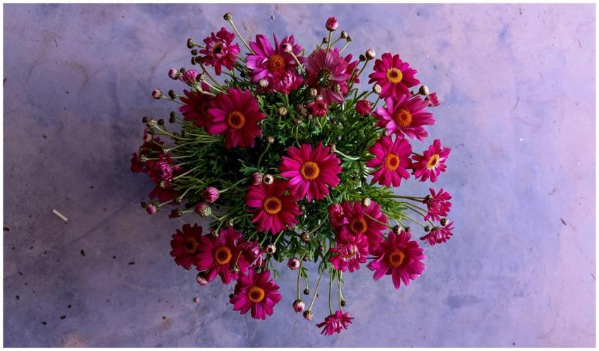 A vibrant bouquet of bright pink daisies arranged