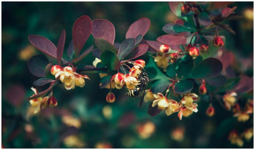 A wasp delicately pollinates vibrant yellow flower