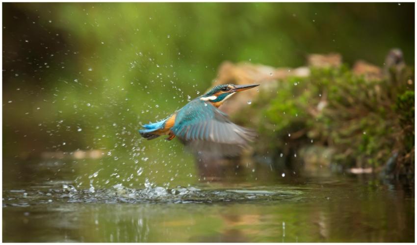 A vibrant kingfisher captured mid-flight creating