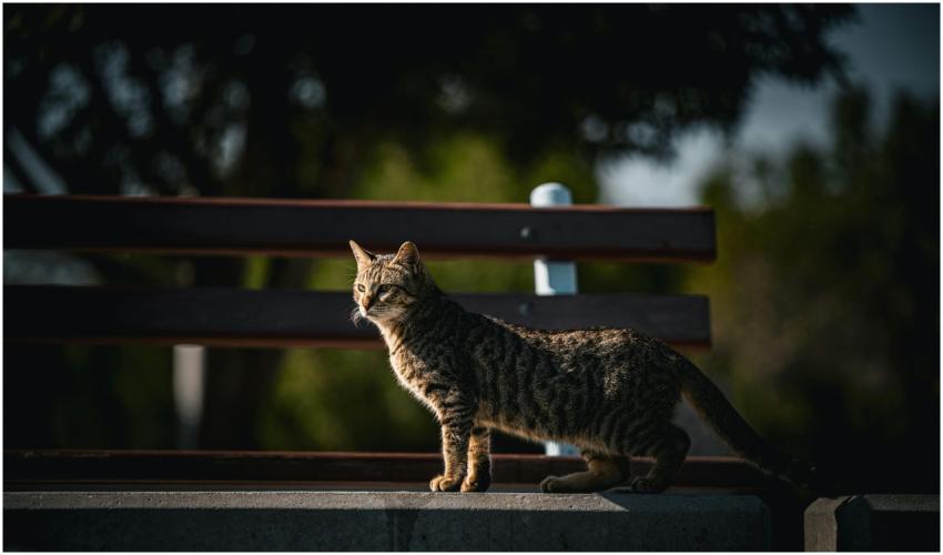 Beautiful tabby cat standing on a park bench in Ku