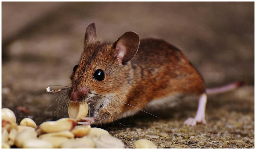 Detailed image of a mouse munching on peanuts in a