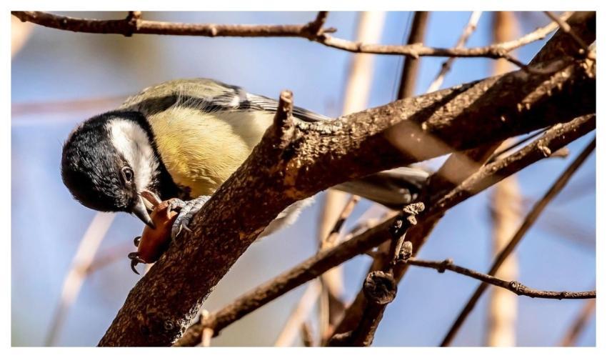 Great Tit Forest Portrait Titmouse
