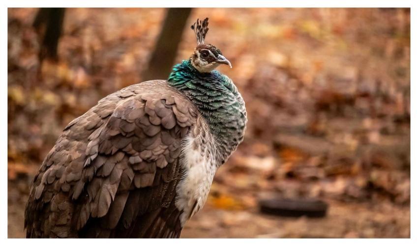 Peacock Nature Bird Feathers