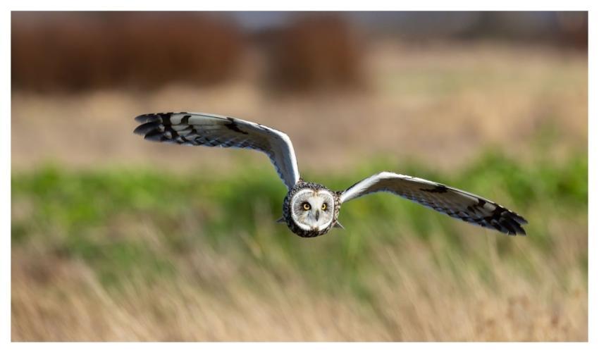 Short-Eared Owl Owl Bird Nature