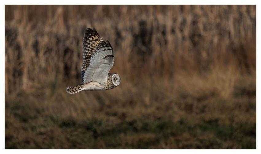 Short-Eared Owl Owl Bird Nature