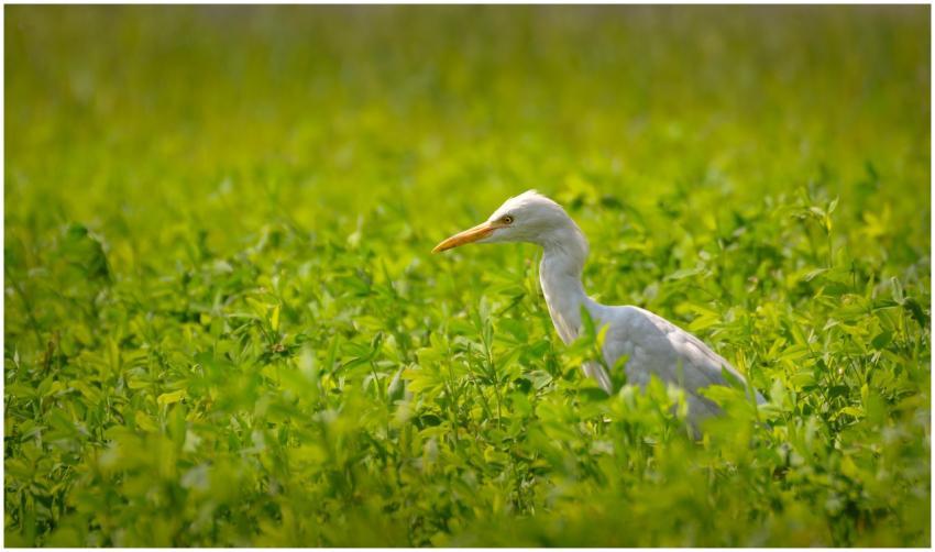 A graceful white egret stands amidst vibrant green