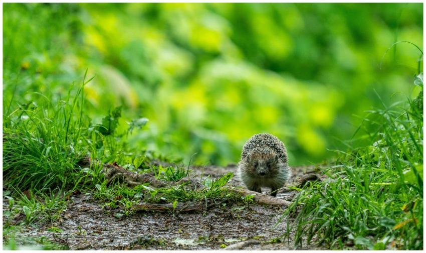 Close-up of a hedgehog exploring a lush woodland p