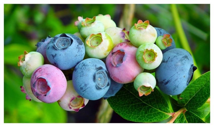 Bilberry American Berries Fruit