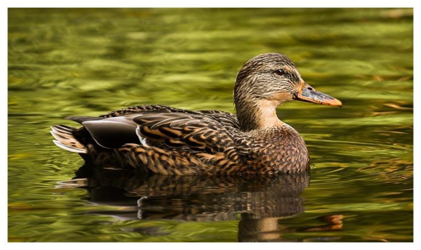 Mallard Duck Nature Water Bird