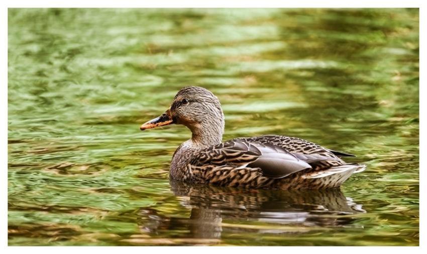 Mallard Duck Nature Water Bird