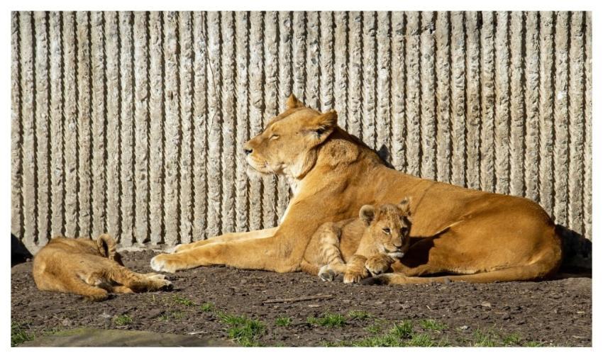 Zoo Predators Lion Lioness