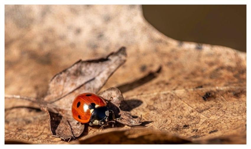 Ladybug Cute Autumn Leaf