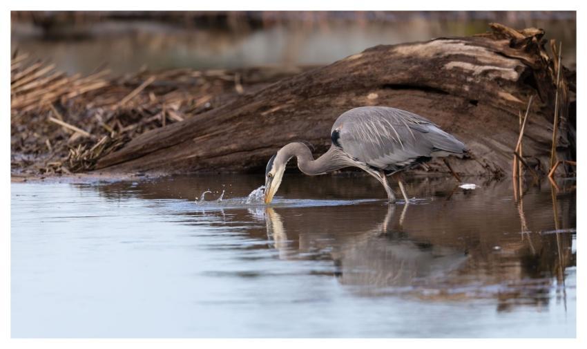 Heron Bird Nature Animal