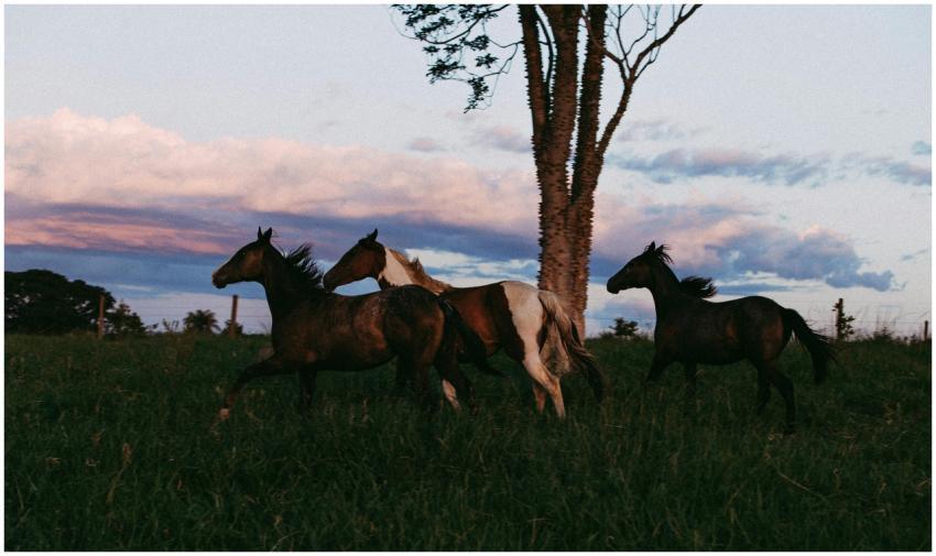 Three horses galloping in a field during twilight