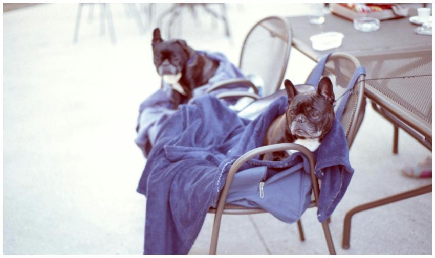 Two French Bulldogs wrapped in blue blankets loung