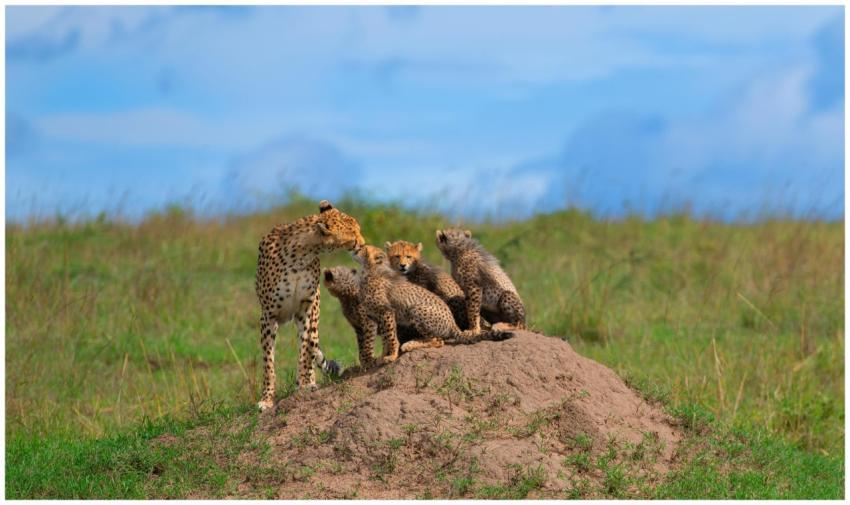Cheetah mother with cubs on a mound in African sav