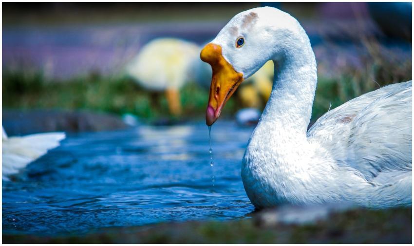 A detailed close-up of a white goose gracefully sw