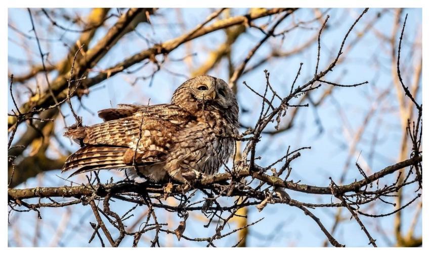 Owl Bird Nature Tree