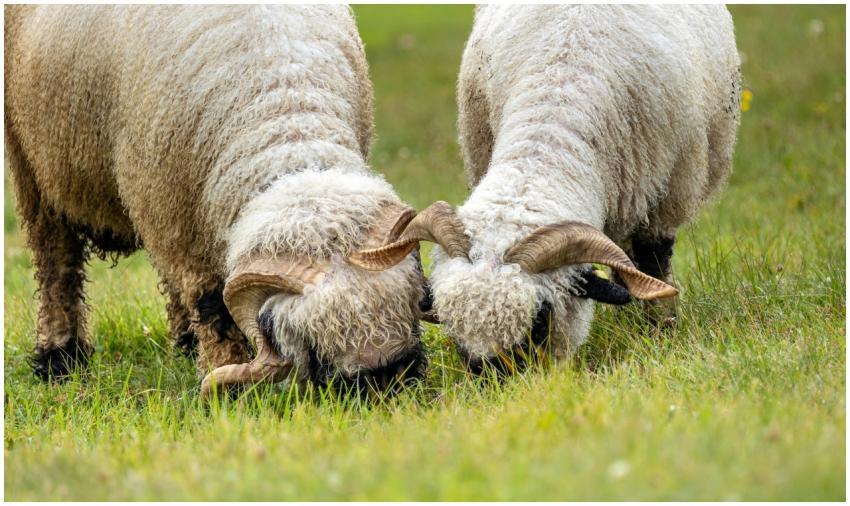 Free stock photo of alps, animal, couple