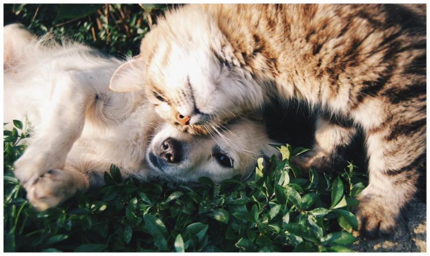 A heartwarming moment of a cat cuddling a dog on g