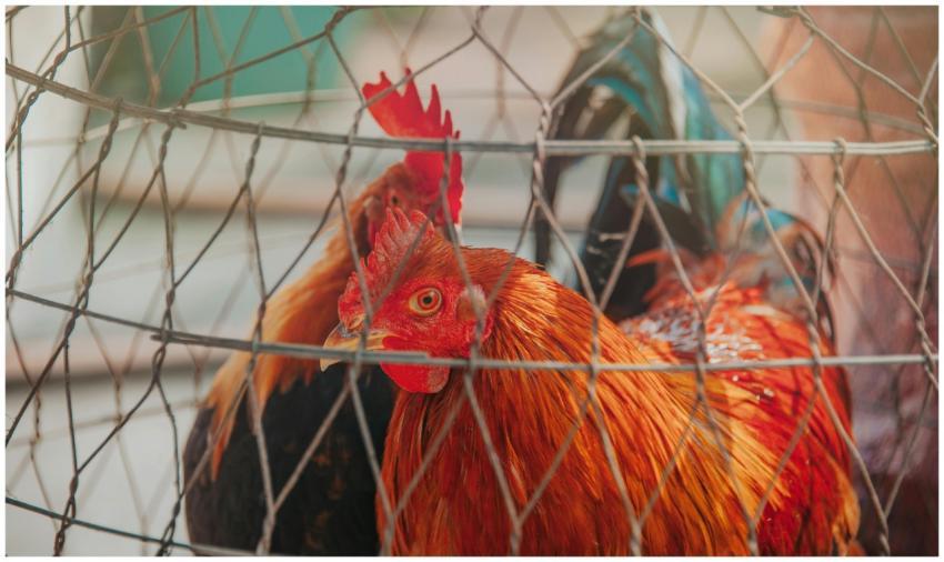 Vibrant rooster in wire cage on a farm, showcasing