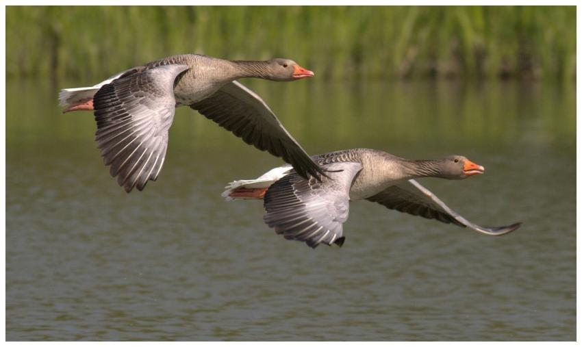 Two greylag geese fly gracefully above a peaceful