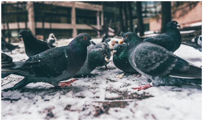 A group of pigeons foraging for food on a snowy ur