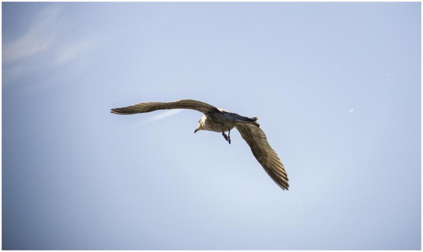 Majestic Seagull Flying Clear