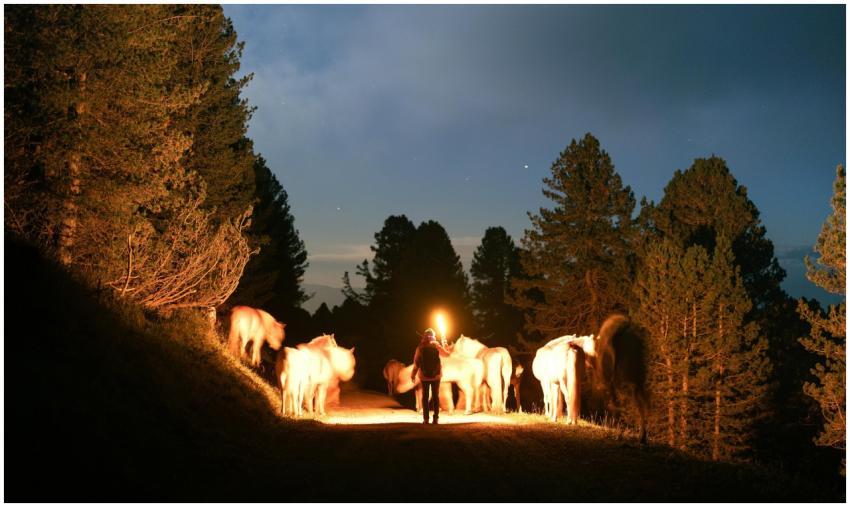 Free stock photo of adventure, animals, dolomites