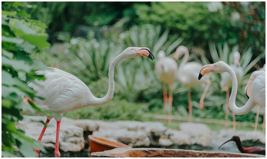 A group of graceful flamingos captured in a lush o