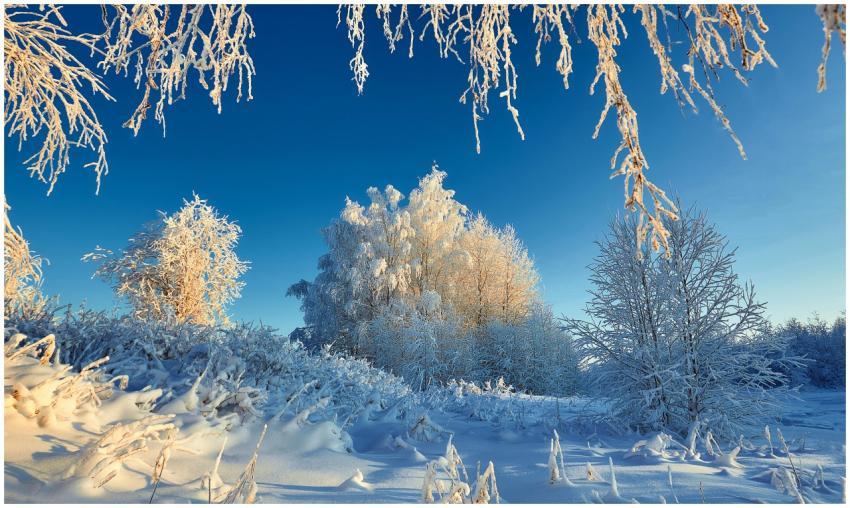 Snow-covered trees glisten under a clear blue sky