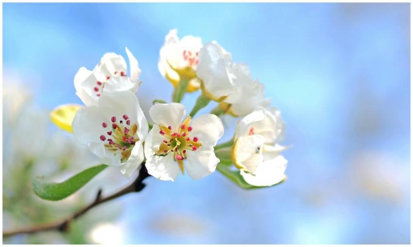 Vibrant close-up of pear blossoms against a clear