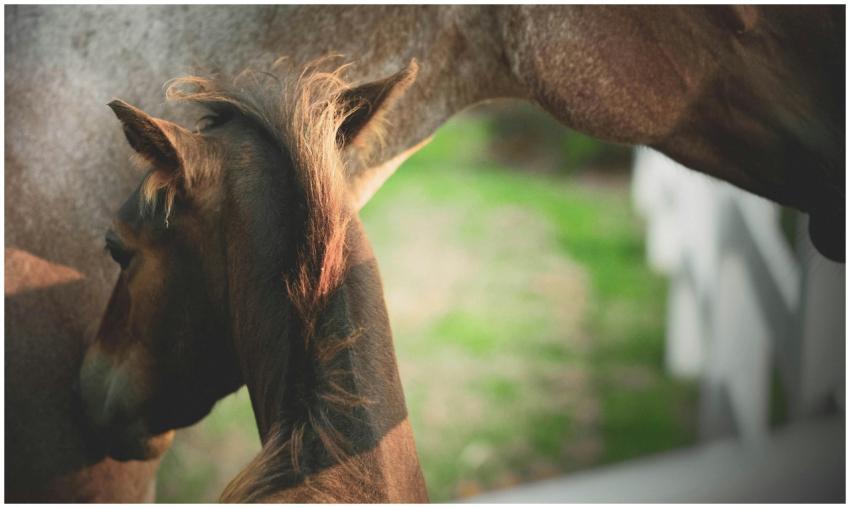 Close-up of a beautiful young foal with its mare i