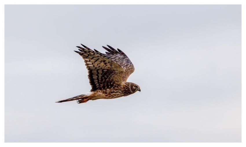Hawk Sky Flying Nature