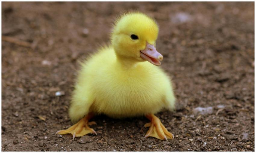Cute yellow duckling sits on earthy ground, captur