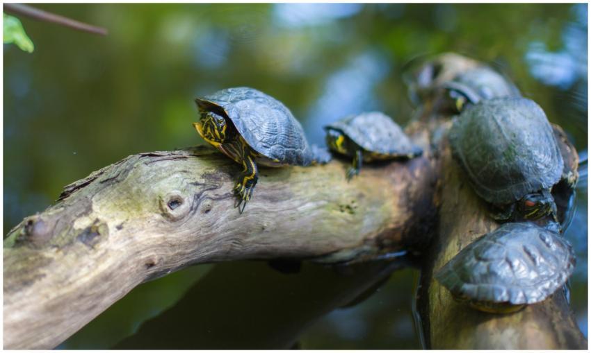 Turtles basking on a branch in a serene outdoor po