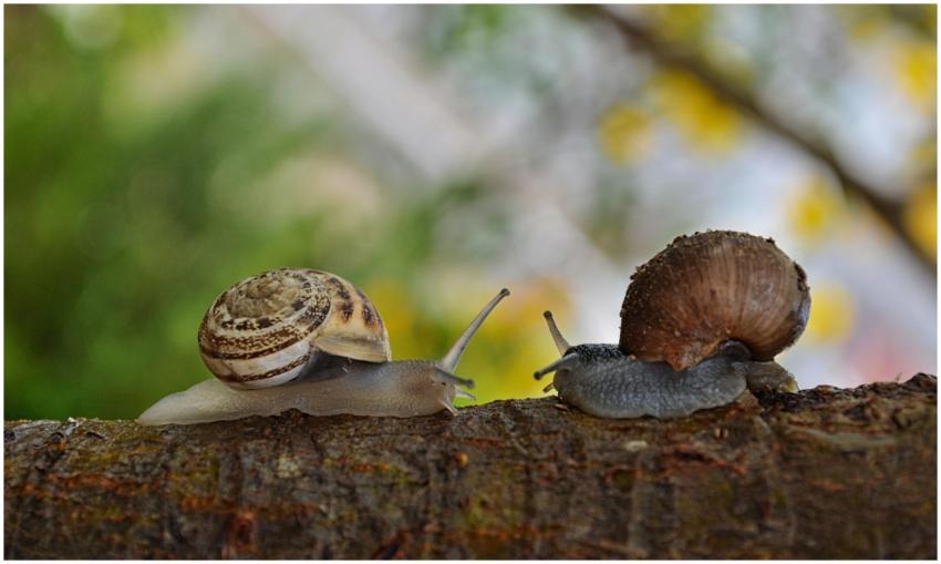 Two snails with detailed shells crawling on a tree