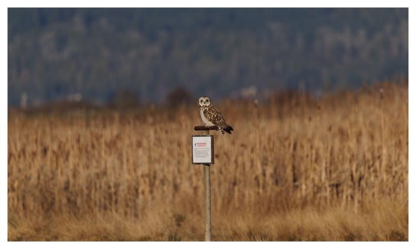 Short-Eared Owl Owl Bird Nature