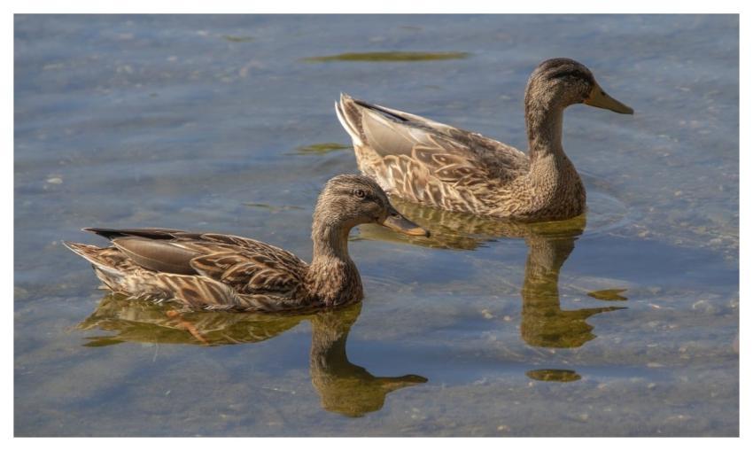 Mallard Ducks Waterbirds Lake
