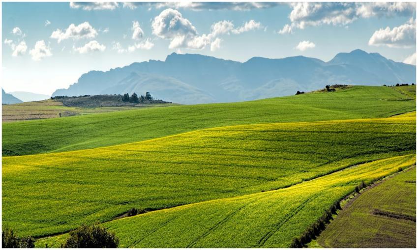 Lush green fields under a blue sky with distant mo