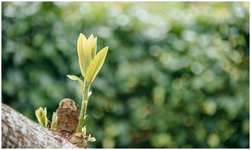 Detailed close-up of fresh green leaves growing on