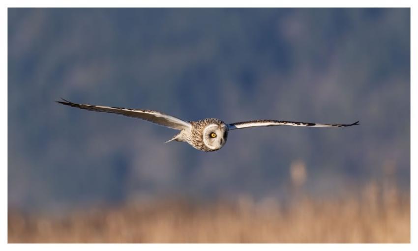 Short-Eared Owl Owl Bird Nature