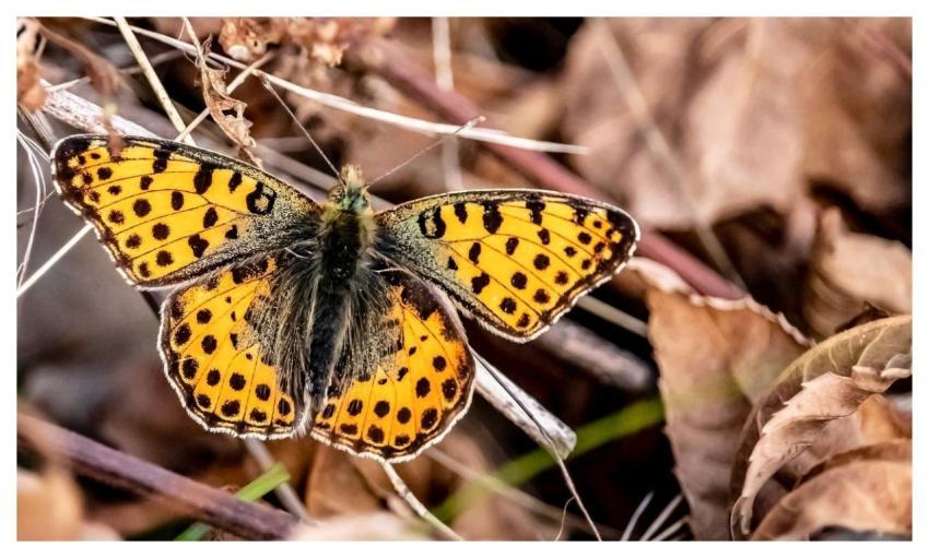 Pearl Moth Butterfly Nature Windows Wallpaper