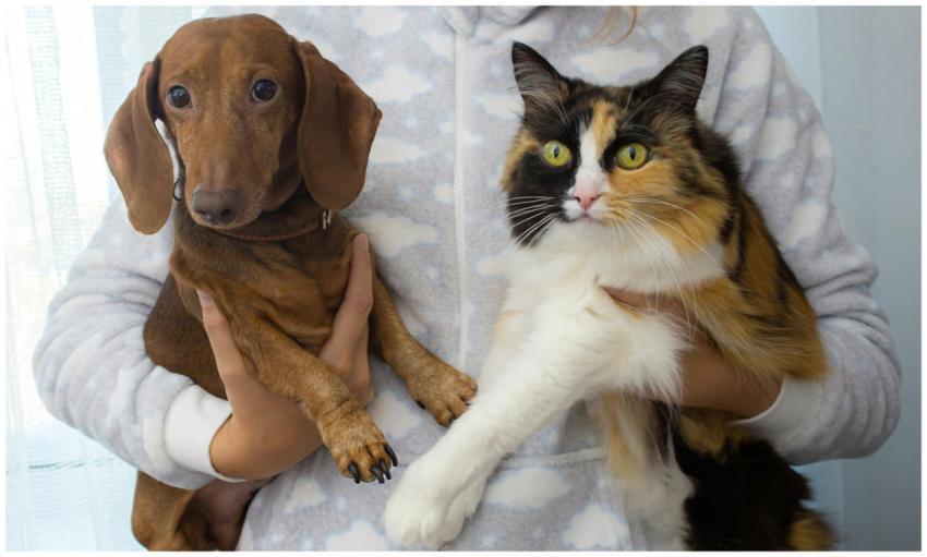 Close-up of a dachshund dog and calico cat being h