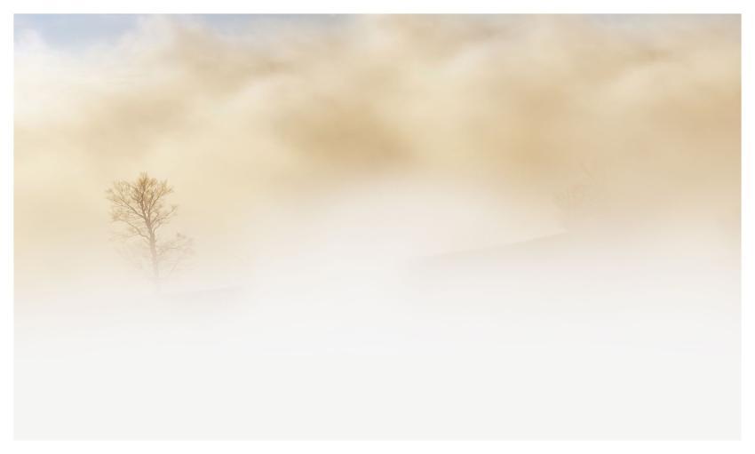 Fog Tree Cloudy Foggy