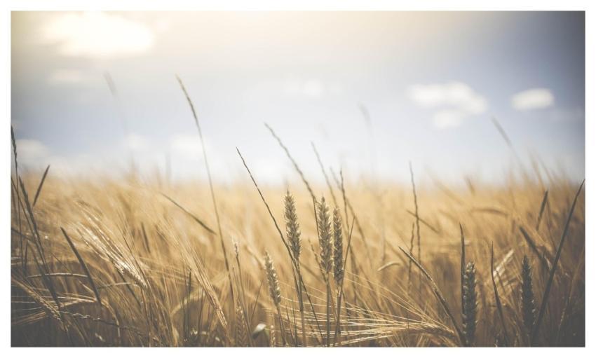 Wheat Wheat Crops Barley Crops
