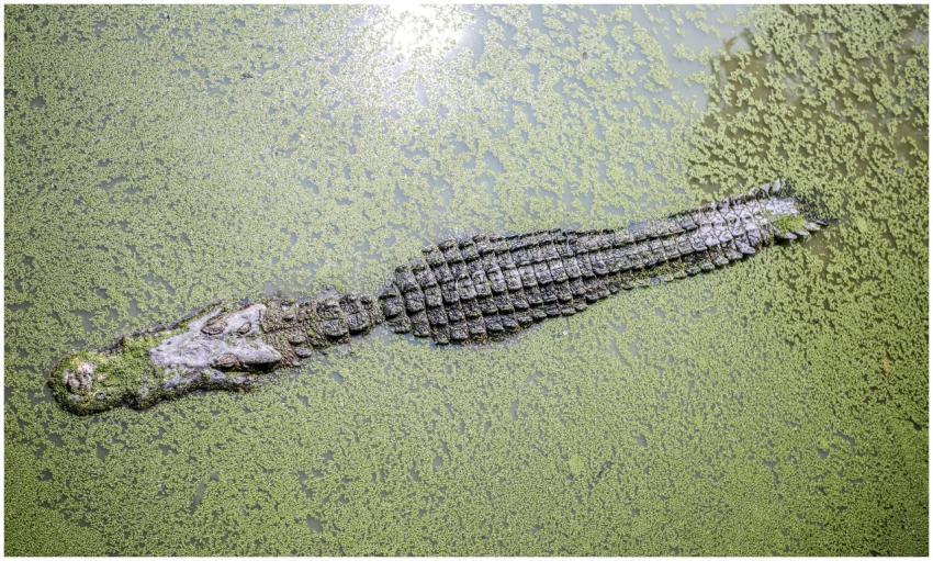 A crocodile camouflaged in green algae-covered wat