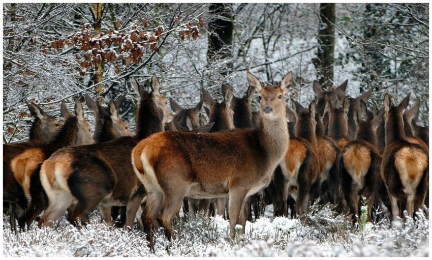 A group of red deer standing gracefully in a snowy