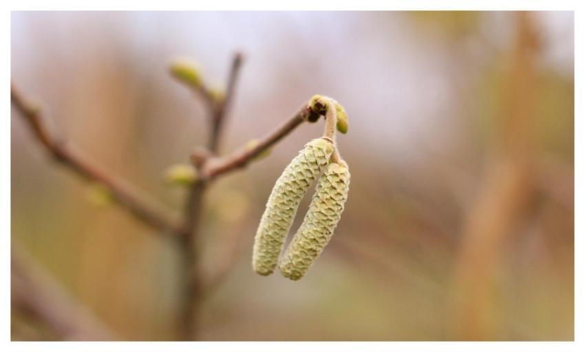 Sprig Nature Plant Food